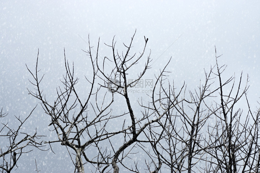 在天空的树枝有雪背景图片