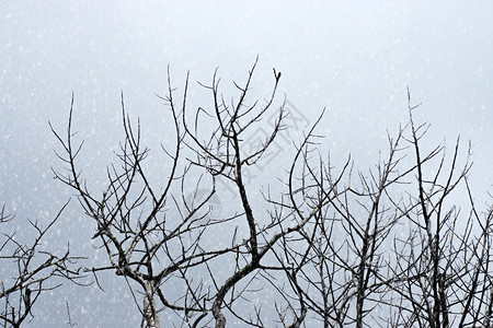 在天空的树枝有雪背景图片