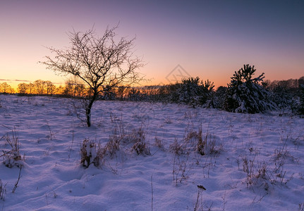 美丽的冬季田地和树木景观雪下的乡下图片