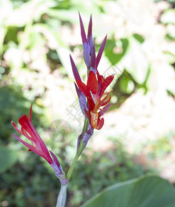 古巴鲜红的兰花背景图片