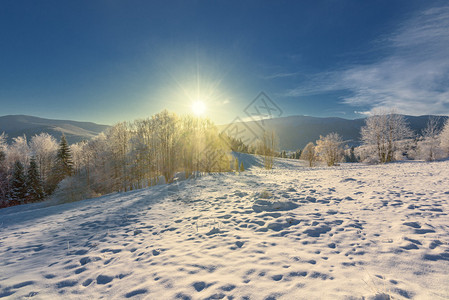 山上被雪覆盖的树木长的影子图片
