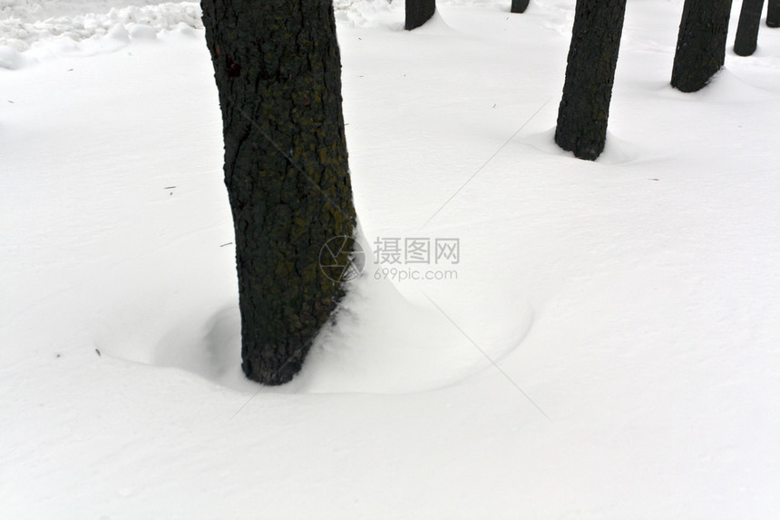 雪中的树木季图片