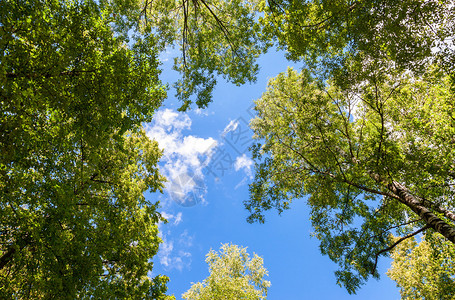 蓝天背景下的绿叶树图片