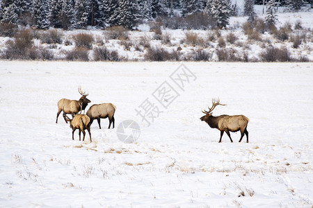 落基山公园冬季公牛麋鹿图片