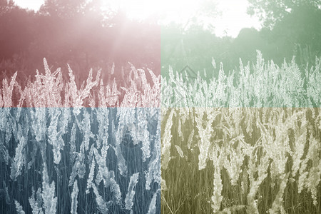 干草的图像分为四个不同颜色的正方形图片