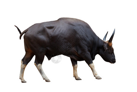 带有锐角孤立白色背景的野生雄gaur的全身侧视图图片