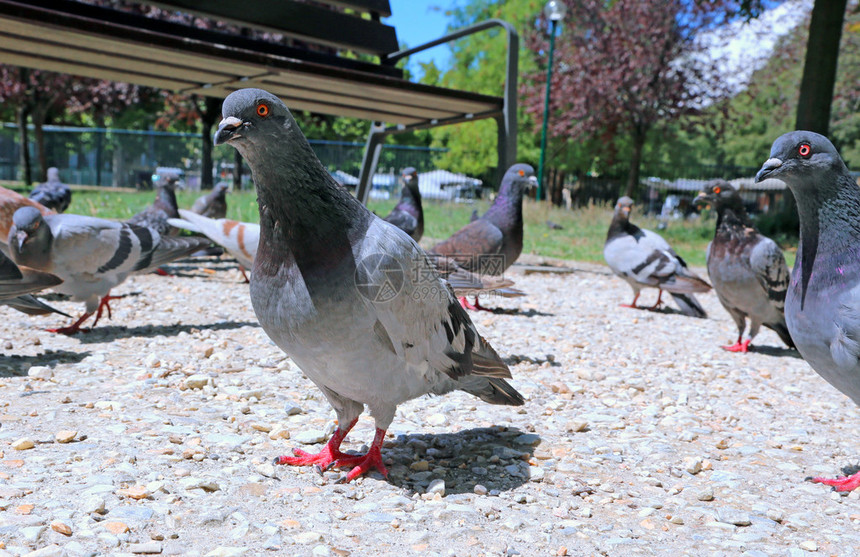 鸽子和鸽子在公园里吃面包屑图片