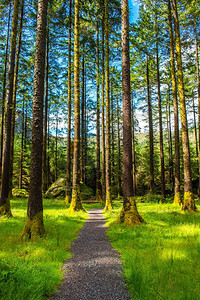 爱尔兰GouganeBarra公园的穿越森图片