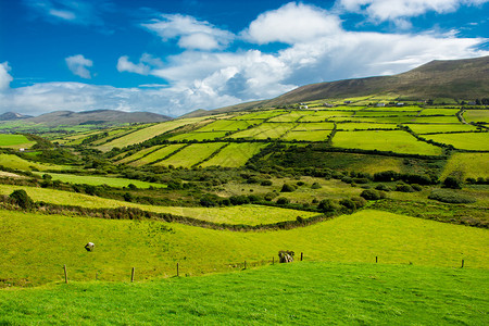 爱尔兰牧场的乡村景观图片