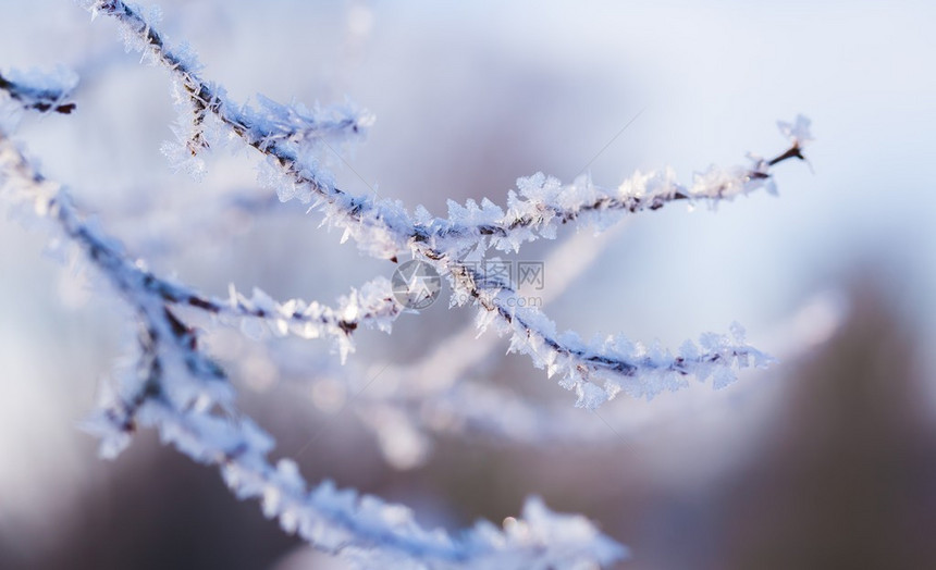 树枝上紧贴的冰霜美丽的冬季背景有覆图片