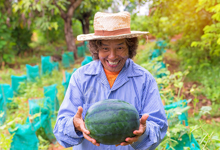 高级农妇将西瓜放在农场图片