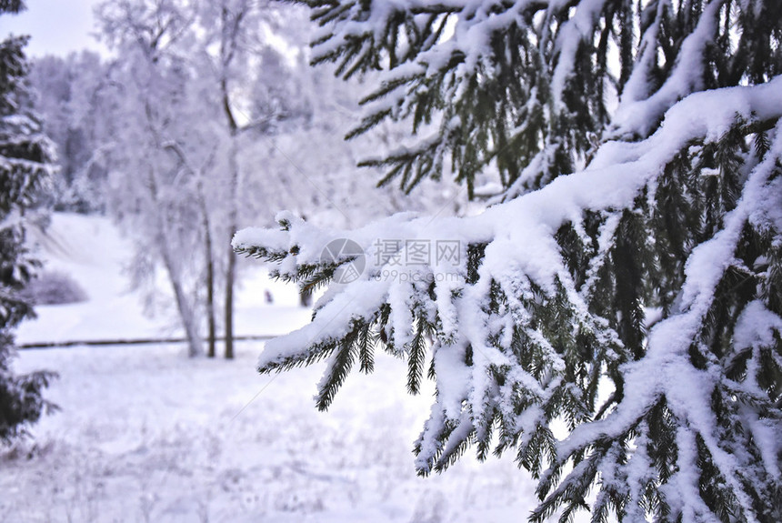 被雪覆盖的树枝图片