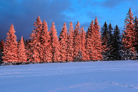 白雪覆盖了树苗阳光照耀图片