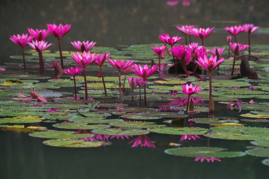 Nymphaeaceae新莲花或水里花朵在池图片