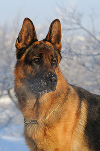 一只纯种德国牧羊犬的肖像图片