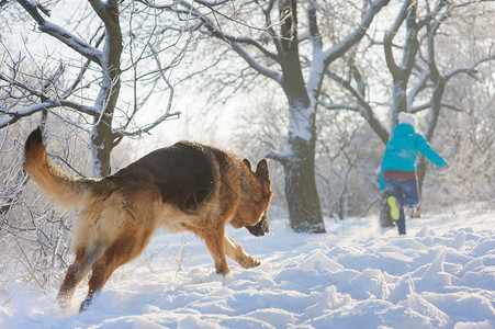 纯种德国牧羊犬在冬日森林的雪地里追着一个女孩图片