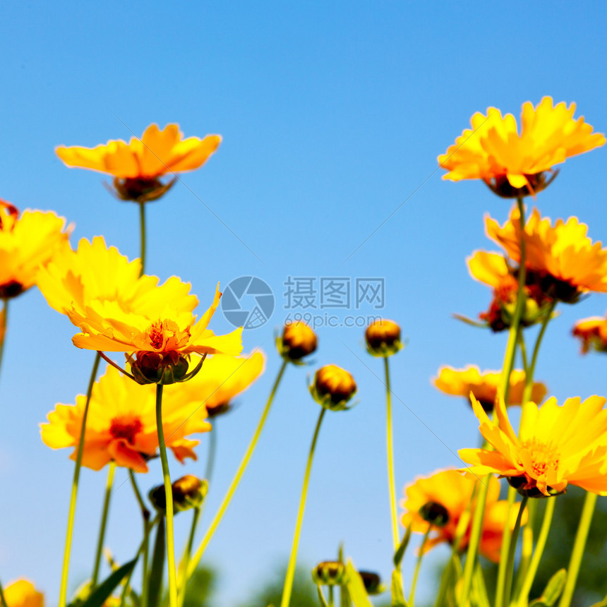 以斜黄色花朵田地的自图片