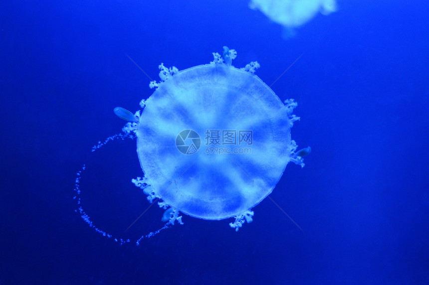 深蓝色水中的咸水母图片