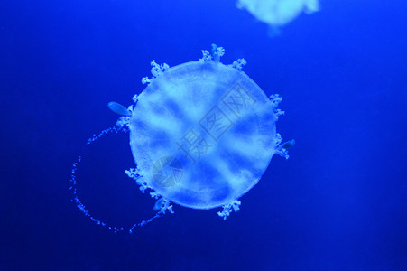 深蓝色水中的咸水母背景图片