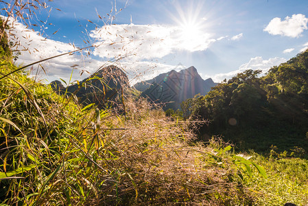 山中的夏日风景亚高山清道山上的绿色森林高清图片