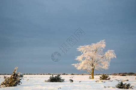 斯多拉阿尔瓦雷特的单独冰冻树图片