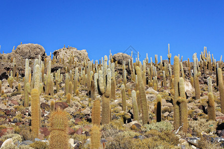 Incahuasi岛或Cactus岛居住着图片
