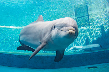 海豚在水族馆的图片