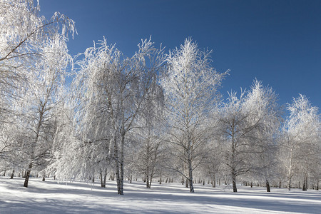 爱达荷北部美丽的冰冻树田在图片