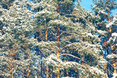 针叶树的冠和树枝被雪覆盖的松树图片