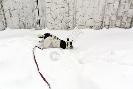 狗在雪地里玩耍宠物和大自然图片