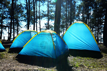 树剂阳光下的假日露营背景图片