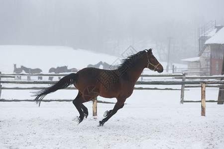 冬雾中马厩里奔跑的马图片