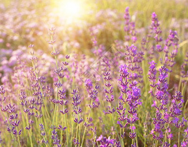 薰衣草灌木在日落时的特写夕阳在薰衣草的紫色花朵上闪烁左侧是阳光图片