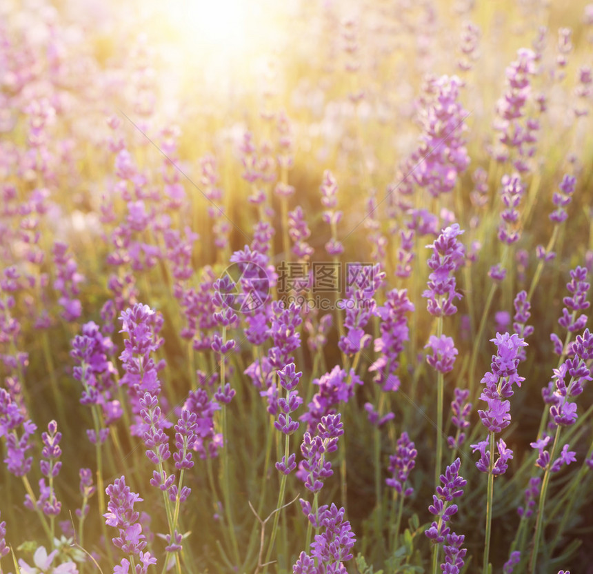 薰衣草灌木在日落时的特写夕阳在薰衣草的紫色花朵上闪烁左侧是阳光图片