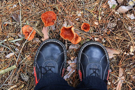年轻人在秋天的森林里采蘑菇图片