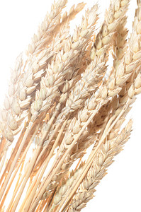 孤立在白色背景上的小麦分支图片