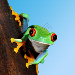 红眼树青蛙Agal图片