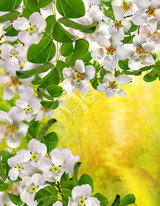 开花的苹果树鲜花盛开的春天风景图片
