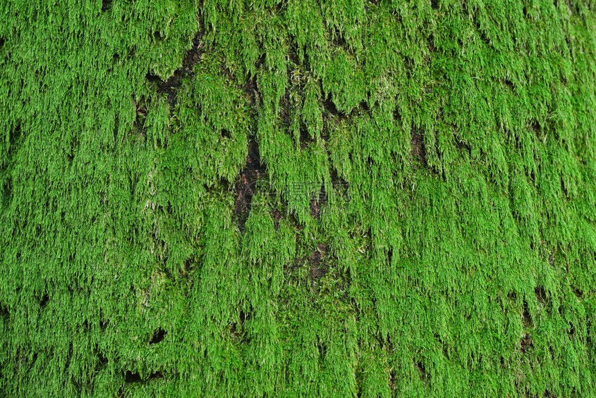 树上的绿色苔藓特写图片