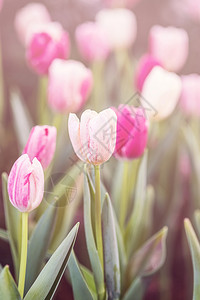 郁金香的粘贴色花园中多彩的郁金香背景图片