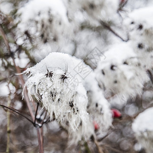 冰雪覆盖植物的细节图片