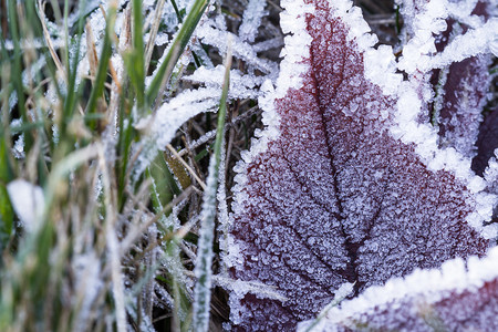 冬初秋叶结冰加上叶子自然规律的积图片