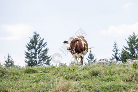 山地牧场上一头有白色和棕色颜的奶牛图片