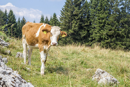 一只小牛正站在高山牧场上图片