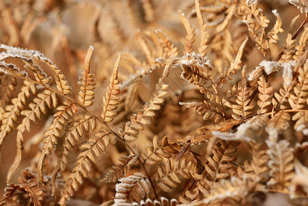 棕色秋季蕨类植物图案图片
