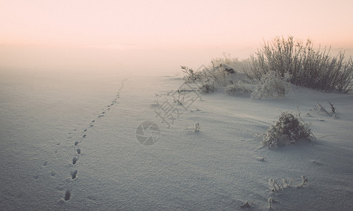 寒冷的清晨冬天下雪时留下的动物足迹图片