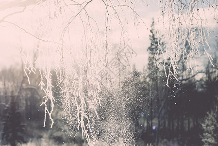 寒冷的清晨冬天雪中冰冻的树图片