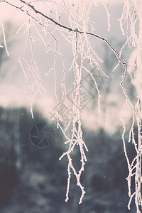寒冷的清晨冬天雪中冰冻的树图片