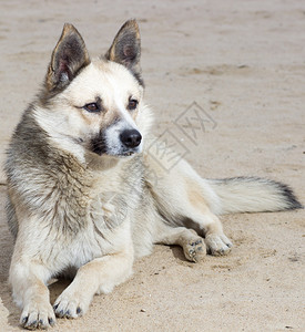 沙滩上的狼狗图片