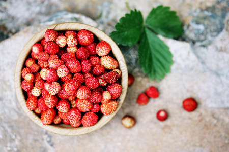 新鲜的红草莓森林的野小草莓图片